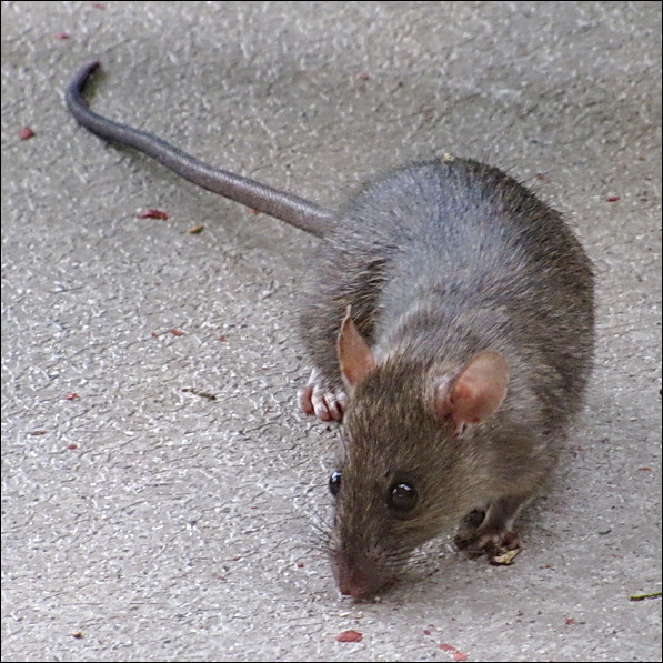 Photo of Rattus rattus by May Kald